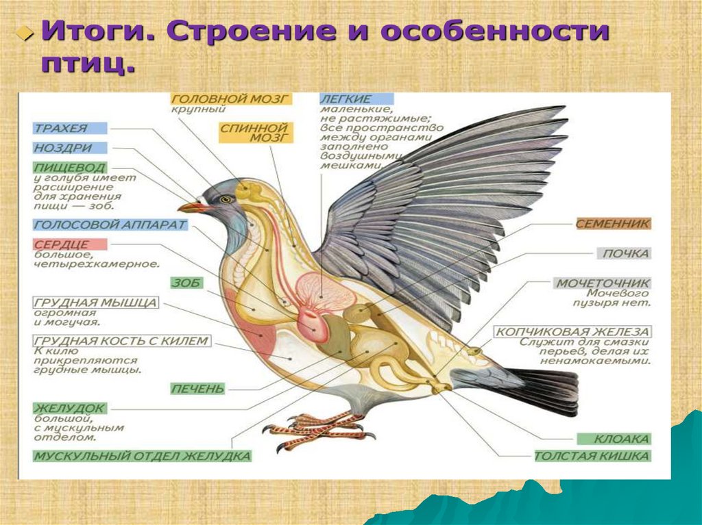 Отличительные особенности птиц. К выводковым птицам относятся. Выписать особенности птиц надотрядов.