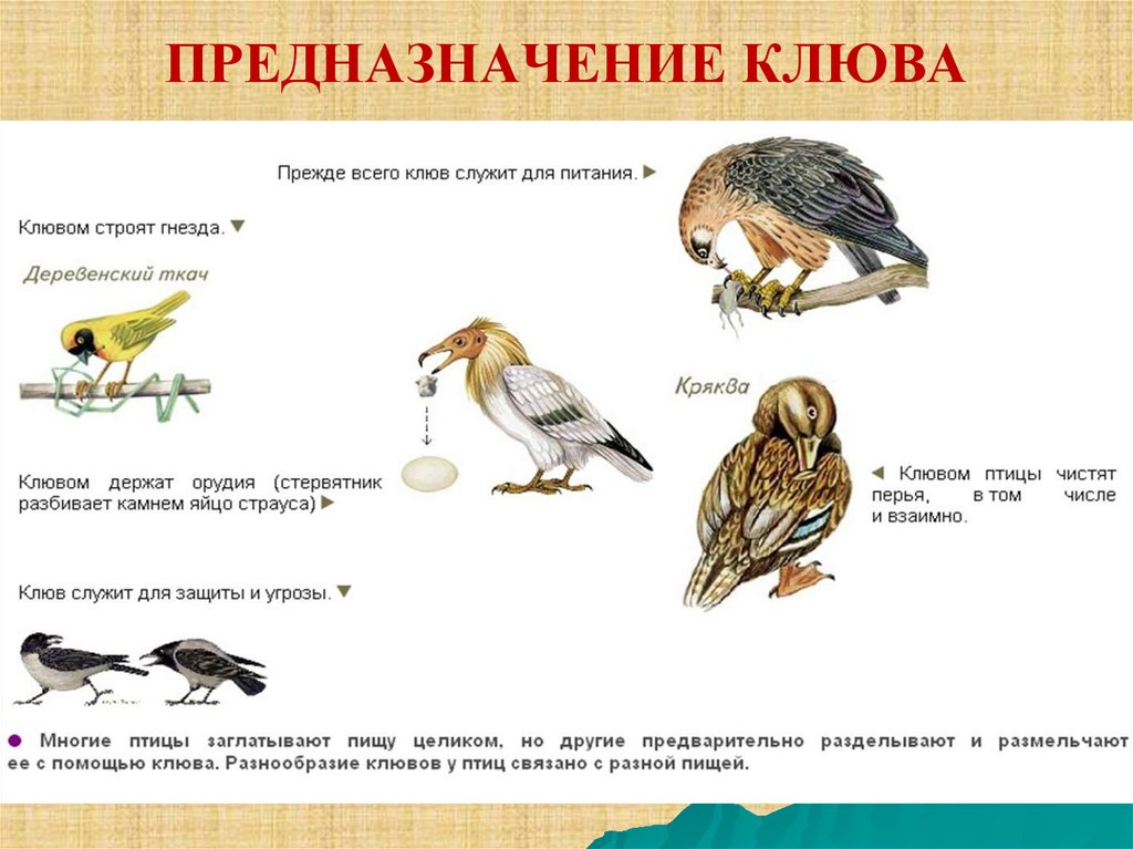 Проект клювы птиц. Типы клювов у птиц. Клюв птиц в зависимости от питания. Строение клюва птицы. Клювы птиц по типу питания.