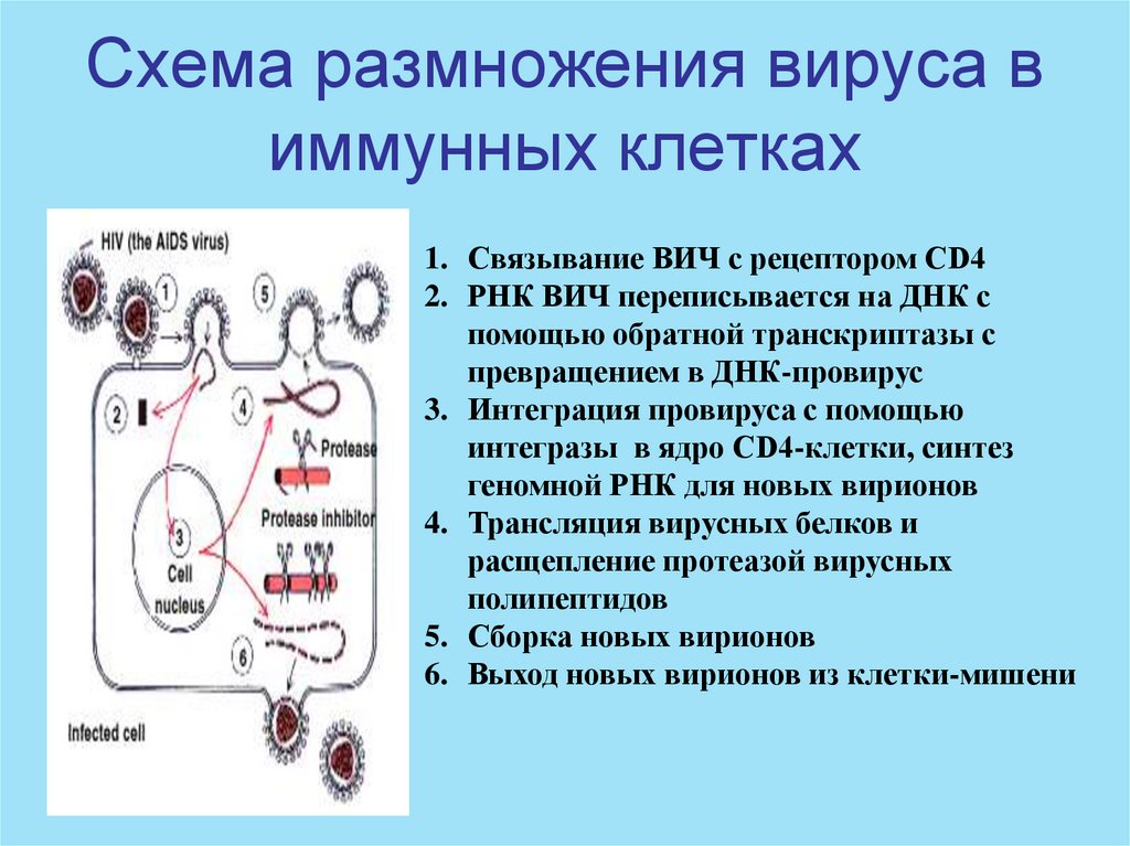 Схема размножения вирусов