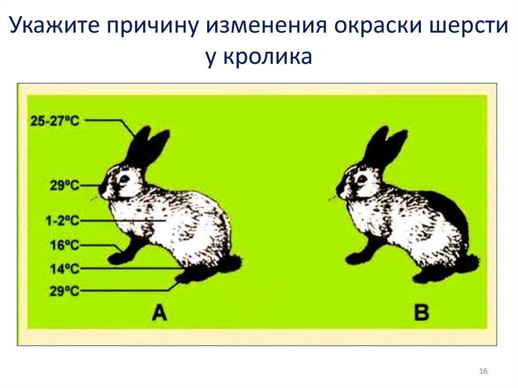 Изменение окраски шерсти кролика. Изменчивость кролик. Модификационная изменчивость кролик. Укажите причину изменения окраски шерсти у кролика.