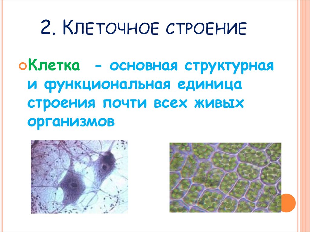 Клетка структурная и функциональная единица. Клеточное строение имеют. Клеточное строение свойство живого организма. Клетка единица строения. Клетка это основная единица строения всех живых организмов.