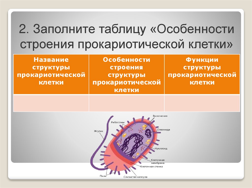 Группы прокариотических организмов