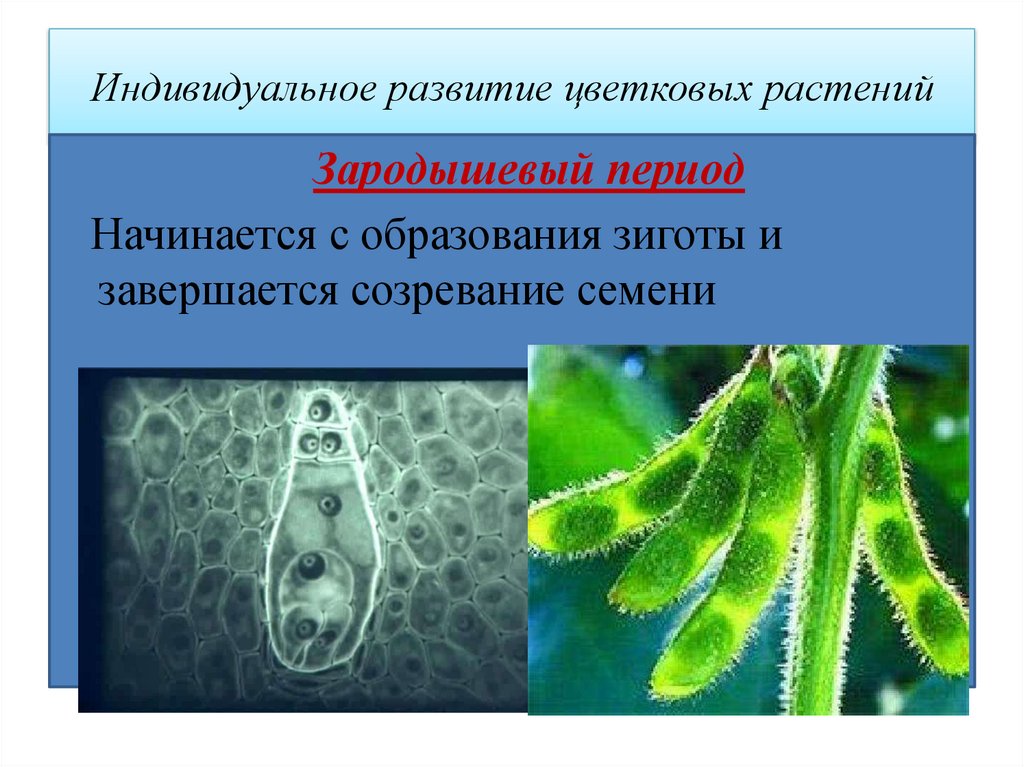 Схема индивидуальное развитие растения