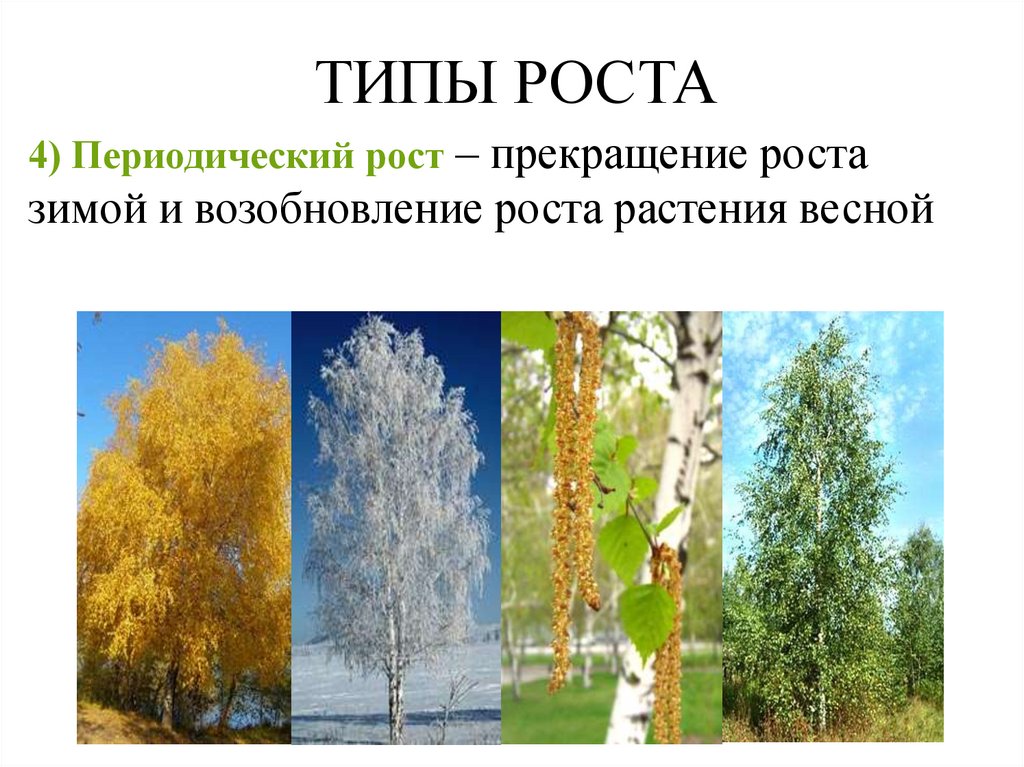 Типы роста