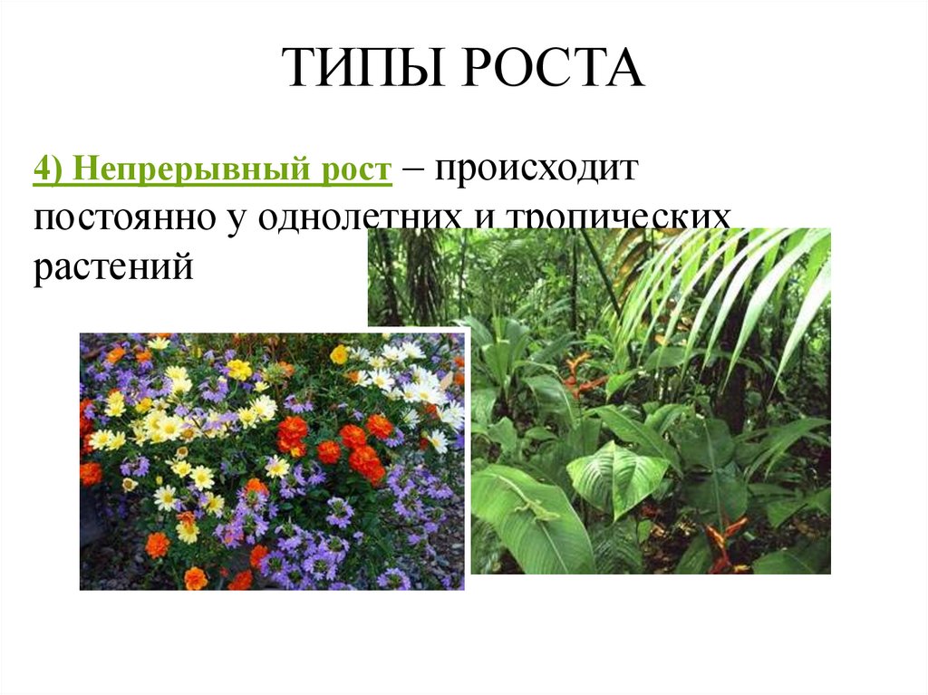 Типы роста