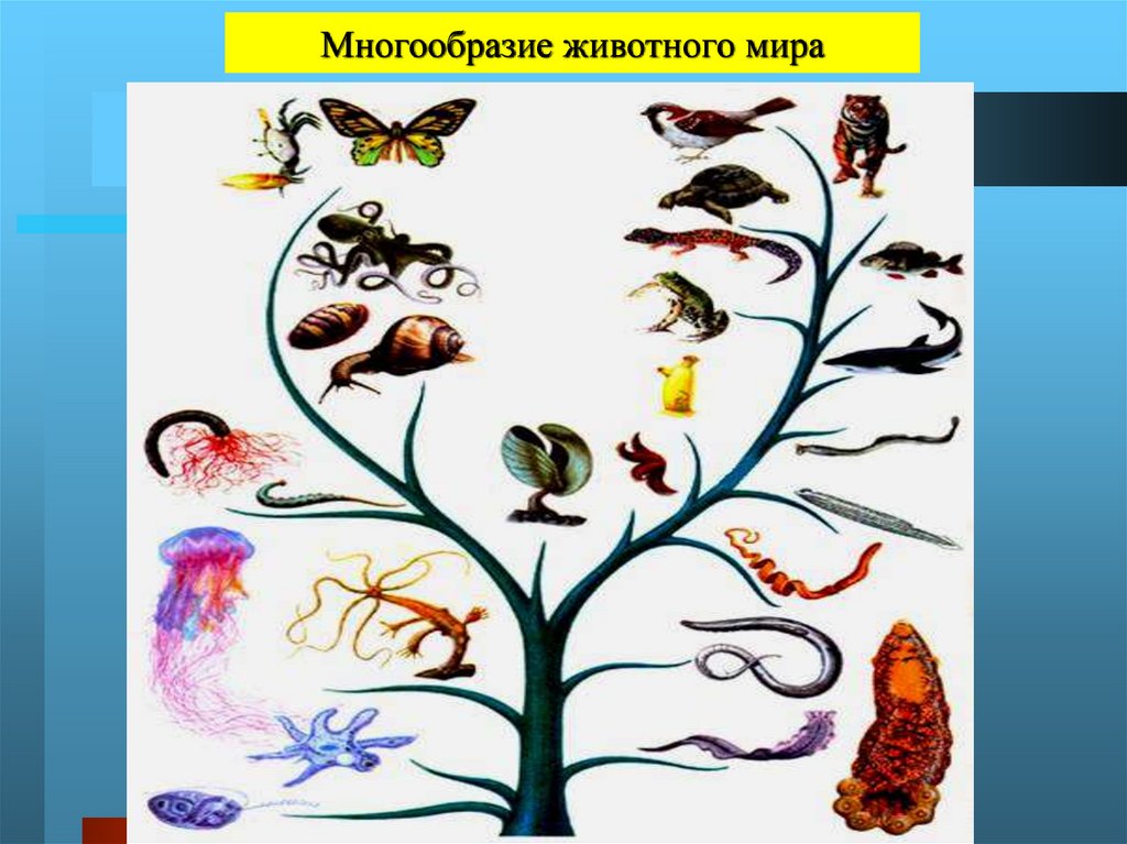 Урок многообразие животных. Зоология для детей.