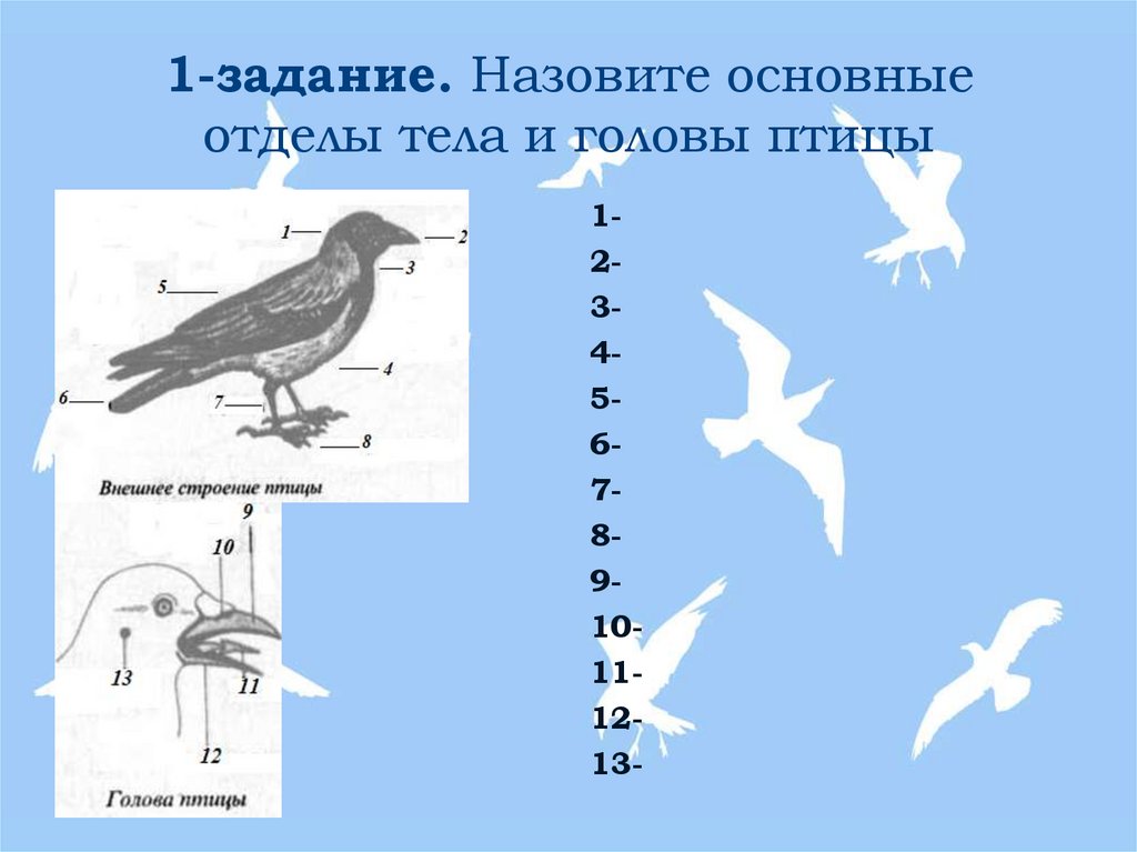 Тест класс птицы вариант 2 ответы. Основные отделы птицы. Класс птицы общая характеристика. Отделы тела птиц. Основные отделы головы птицы.