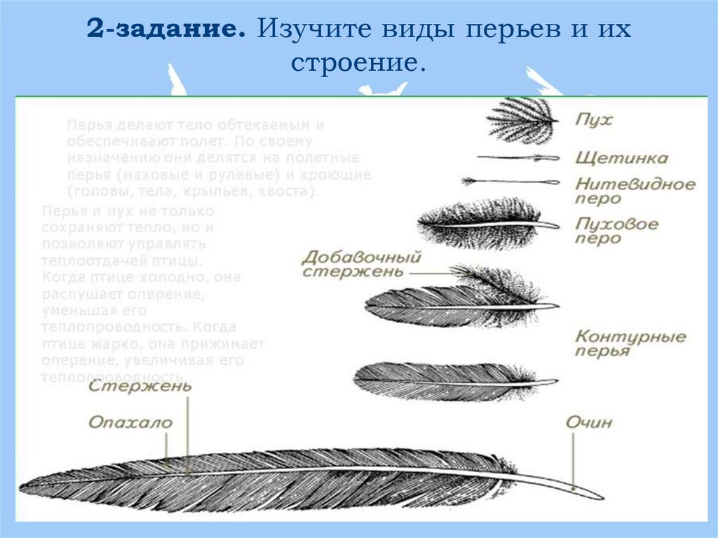 Виды перьев