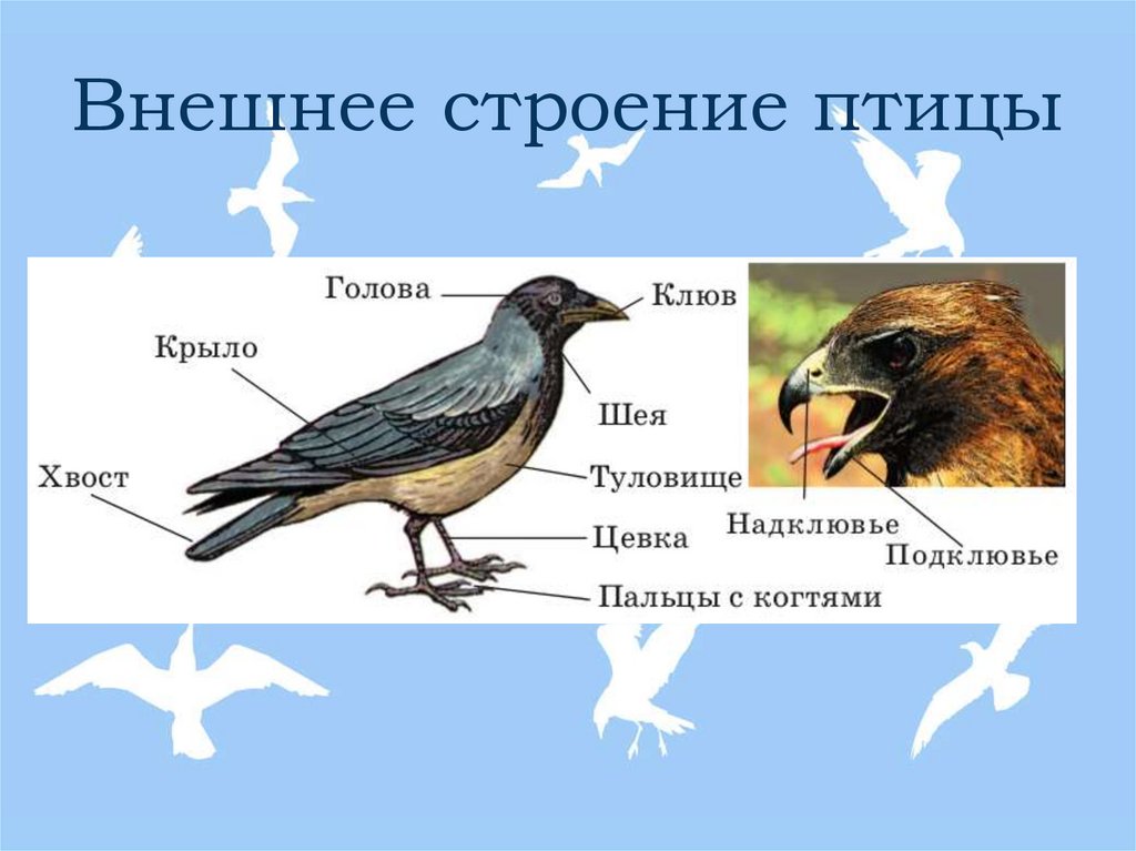 Особенности внешнего строения головы птицы. Внешнее строение птиц. Внеш строение птиц. Класс птицы внешнее строение. Схема внешнего строения птицы.