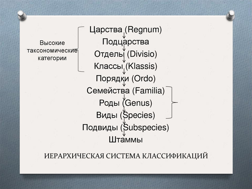 ИЕРАРХИЧЕСКАЯ СИСТЕМА КЛАССИФИКАЦИЙ