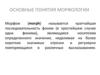 Основные понятия морфологии