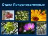 Отдел Покрытосеменные