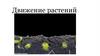 Движения растений