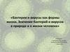 Бактерии и вирусы как формы жизни. Значение бактерий и вирусов в природе и в жизни человека