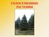 Голосеменные растения. Преимущества голосеменных перед споровыми растениями