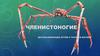 Членистоногие. Крабы