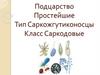Подцарство Простейшие. Тип Саркожгутиконосцы. Класс Саркодовые