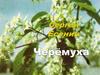 Сергей Есенин "Черёмуха"