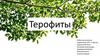 Терофиты. Определение