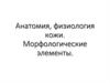 Анатомия, физиология кожи. Морфологические элементы