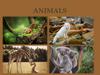 Animals
