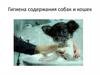 Гигиена содержания собак и кошек