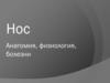 Нос: анатомия, физиология, болезни