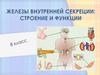 Железы внутренней секреции: строение и функции