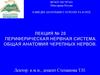 Периферическая нервная система. Общая анатомия черепных нервов