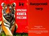 Амурский тигр