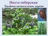 Пихта сибирская. Хвойное вечнозеленое дерево