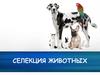 Селекция животных