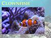 Clownfish