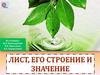 Лист, его строение и значение