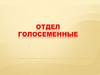 Отдел Голосеменные