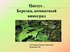 Циссус. Березка, комнатный виноград