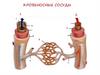 Кровеносные сосуды
