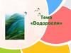 Водоросли. Общая характеристика водорослей