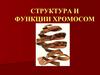 Структура и функции хромосом