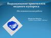 Выращивание кристаллов медного купороса (Исследовательская работа)
