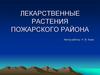Лекарственные растения Пожарского района