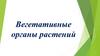Вегетативные органы растений