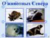О животных Севера