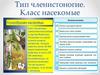Тип Членистоногие. Класс Насекомые