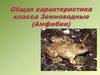 Характеристика земноводных