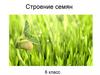 Строение семян