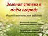 Зеленая аптека в моем огороде