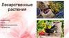 Лекарственные растения