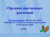 Органы растений. Особенности строения и значения корня, побега и листьев растений. 6 класс