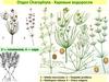 Отдел Charophyta - Харовые водоросли